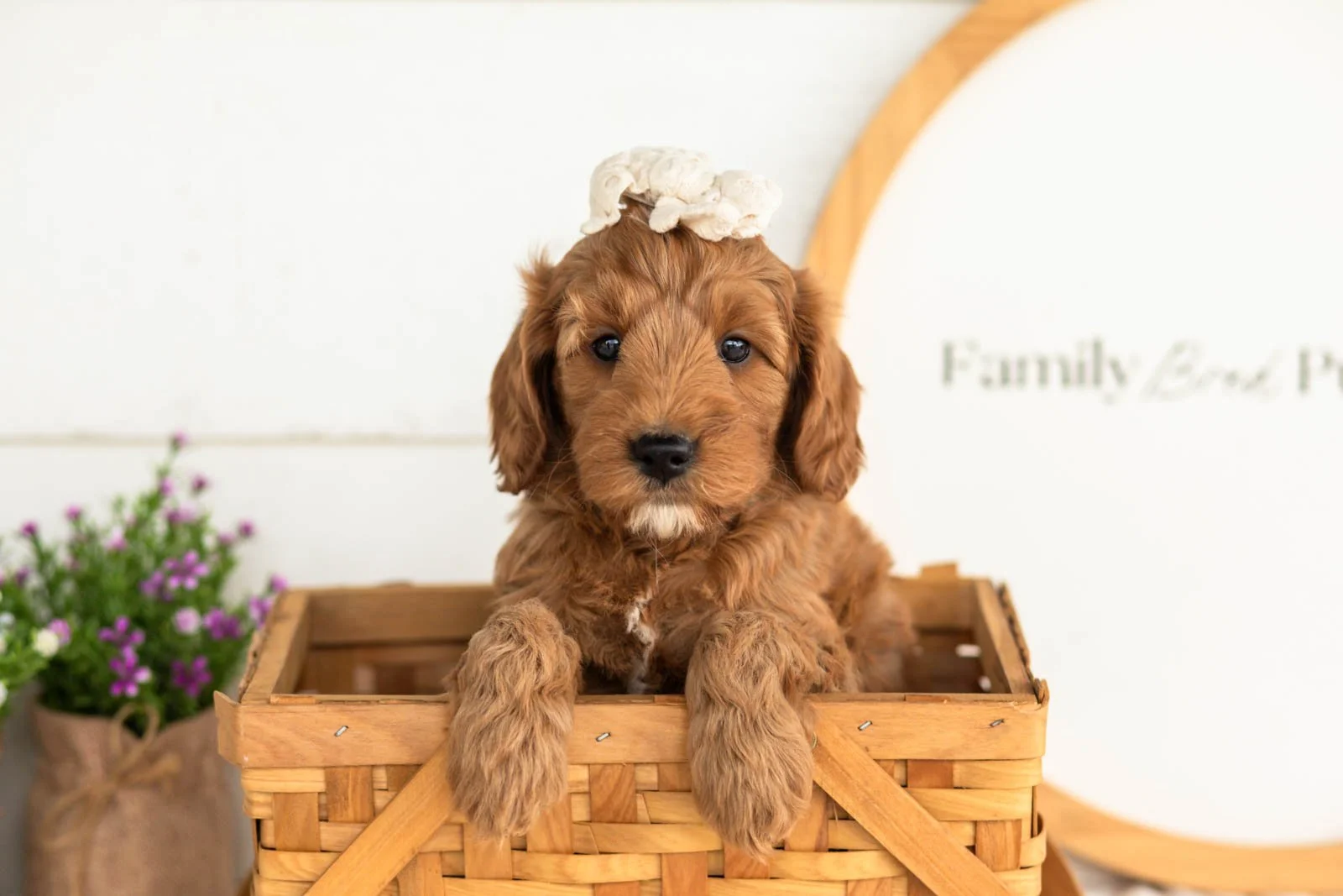 Angel goldendoodle for sale(2).jpg
