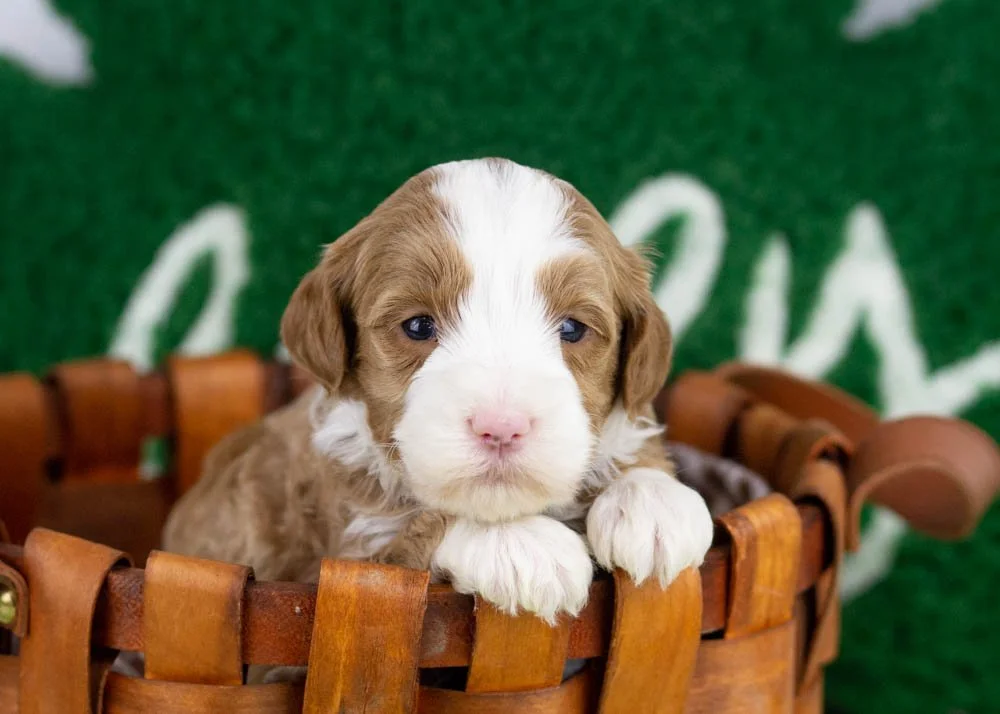Colver goldendoodle for sale.jpg