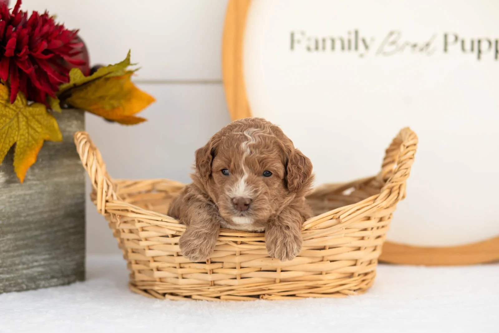 Gala goldendoodle for sale(4).jpg