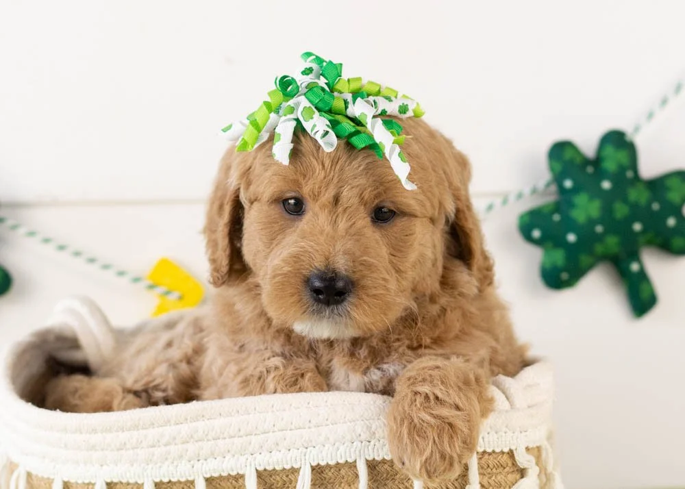 Matcha goldendoodle for sale(1).jpg