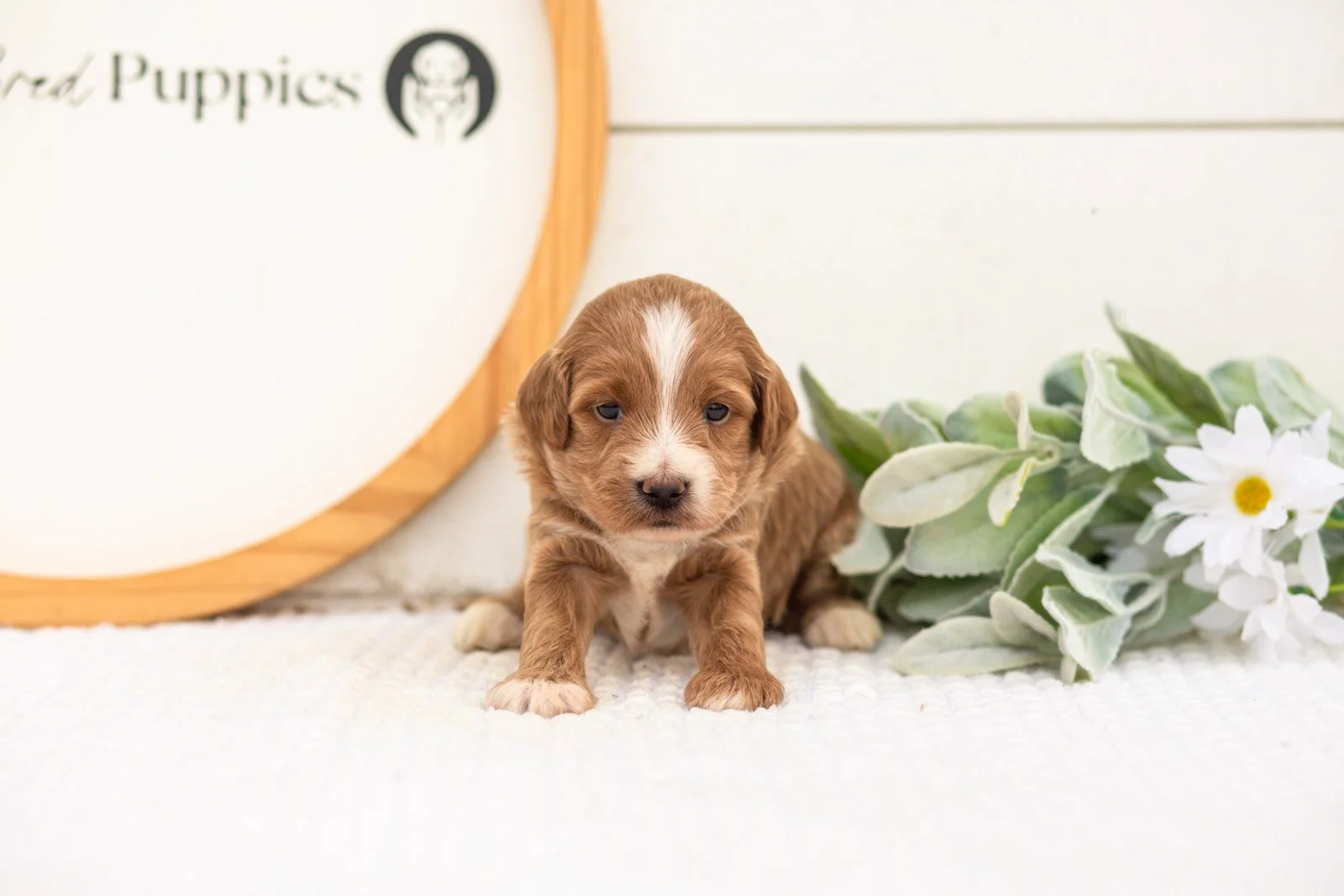 Jan goldendoodle for sale.jpg