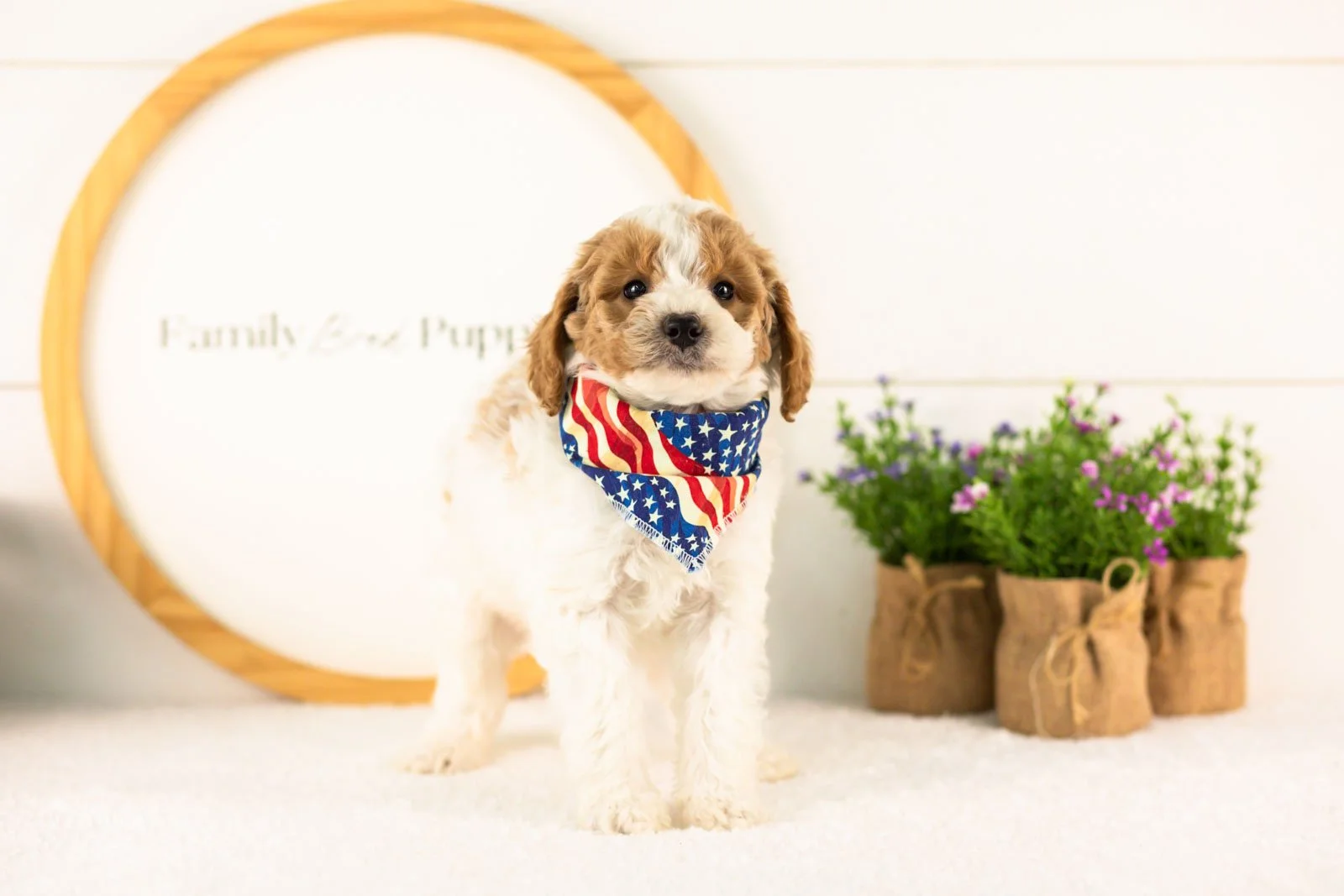 Lark goldendoodle for sale(2).jpg