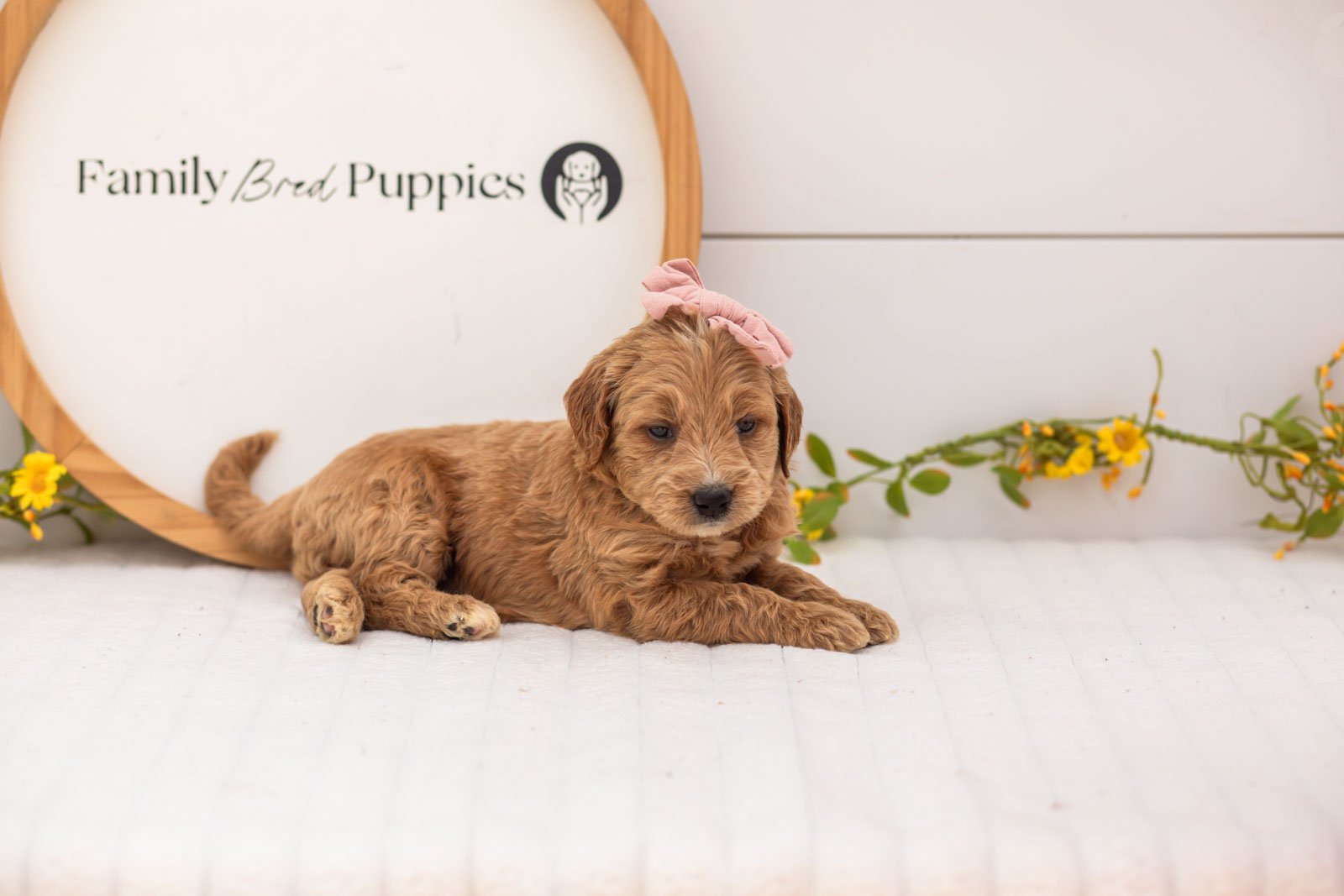 Hazel goldendoodle for sale(1).jpg