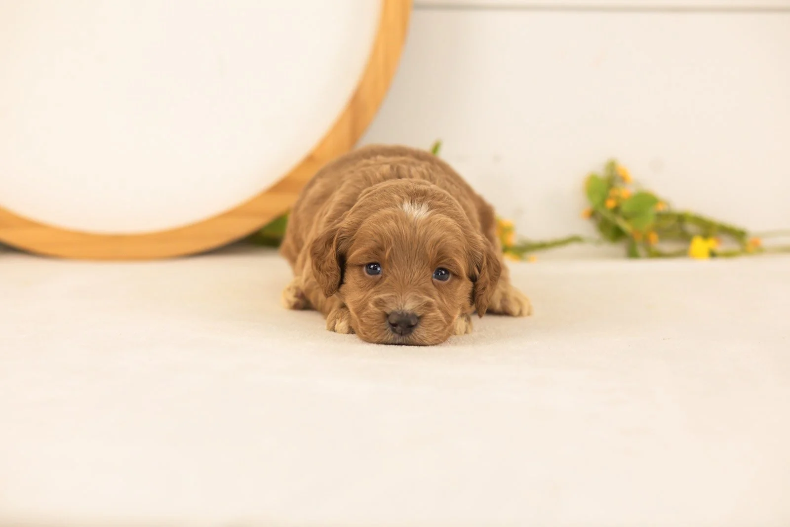 Ember goldendoodle for sale.jpg