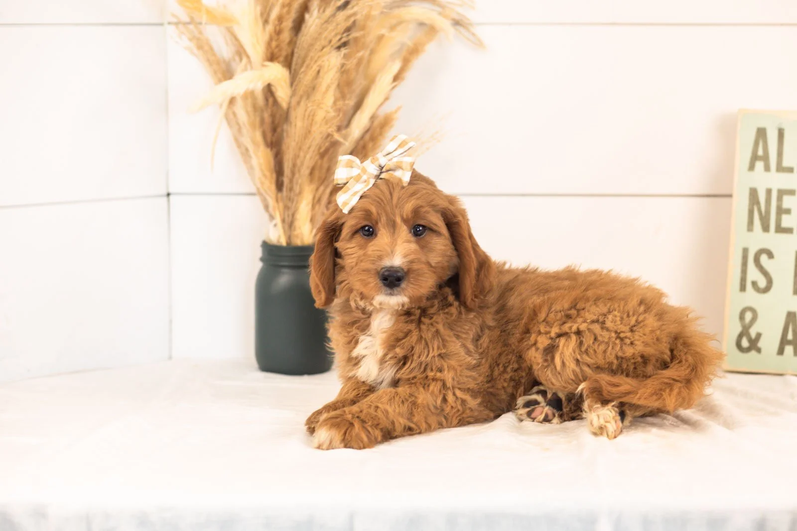 Veah goldendoodle for sale(3).jpg
