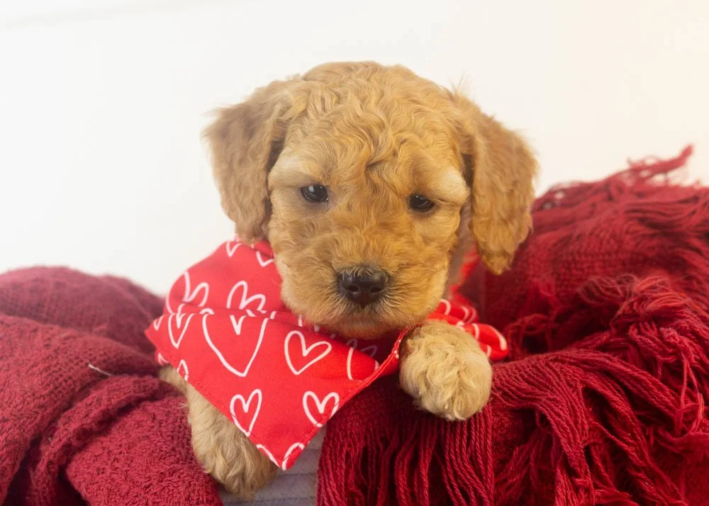 Romeo goldendoodle for sale(1).jpg
