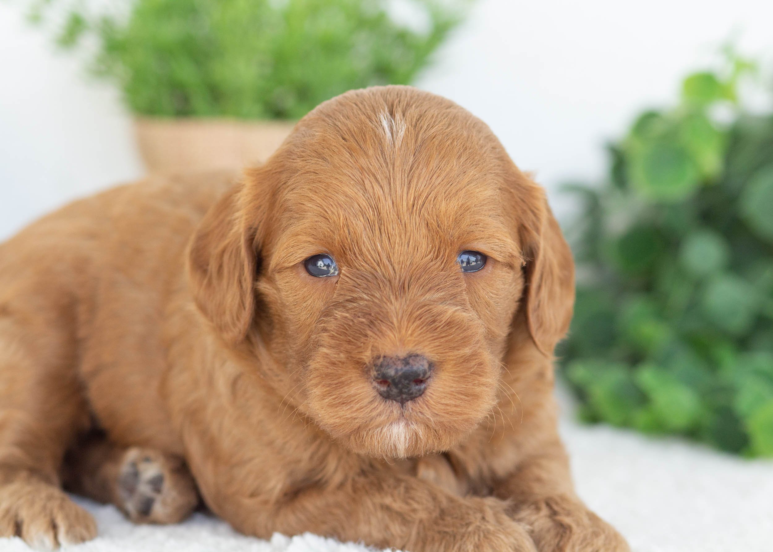Cody Goldendoodle for sale(2).jpg