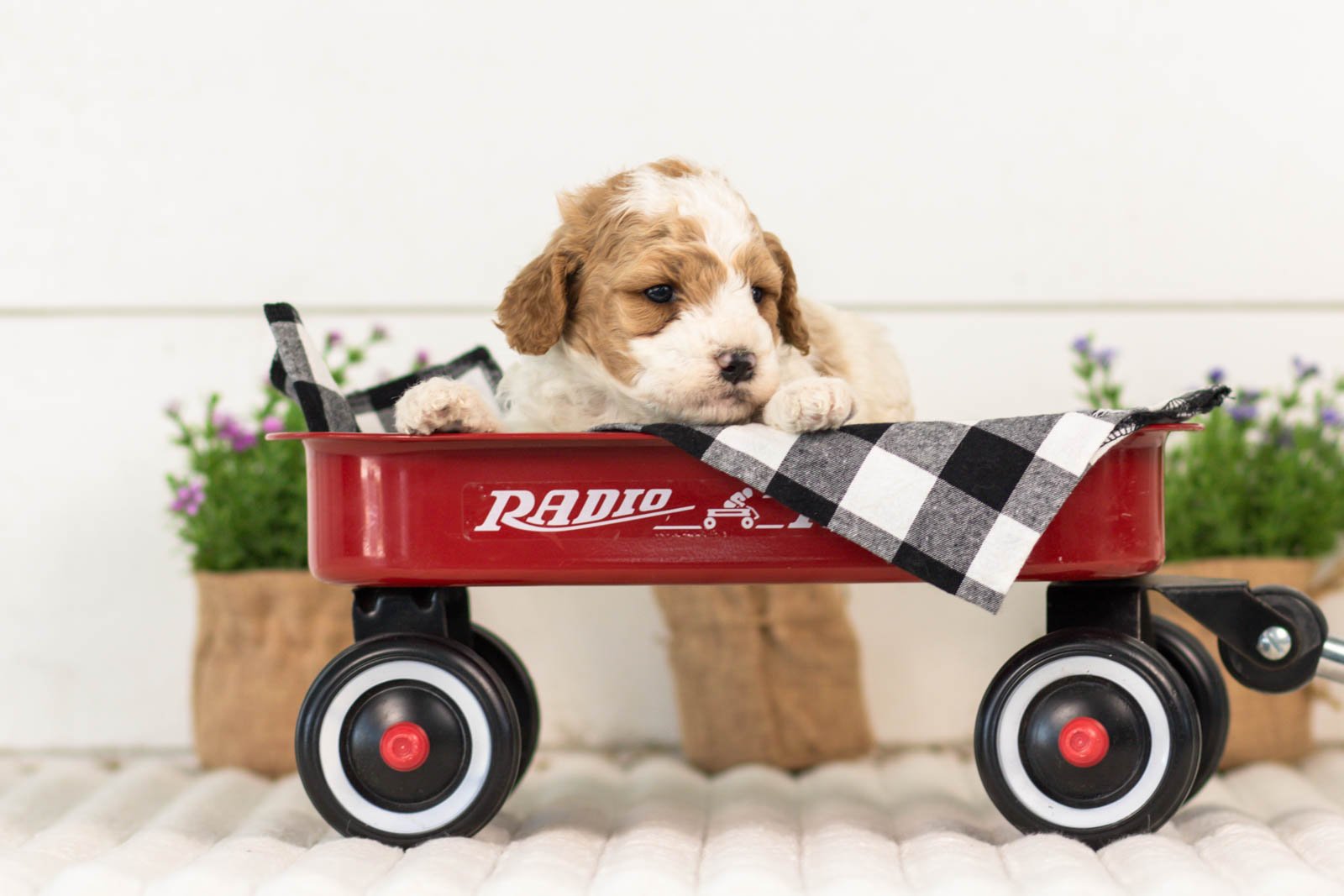Dixie goldendoodle for sale(4).jpg