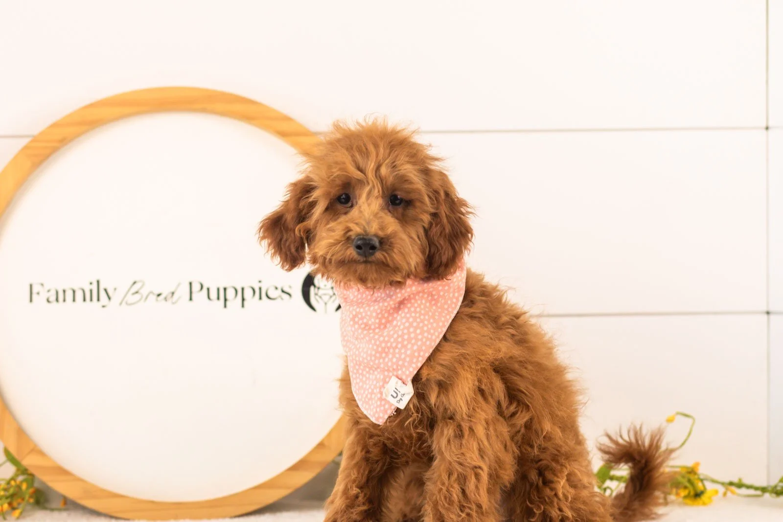 Russell goldendoodle for sale(1).jpg