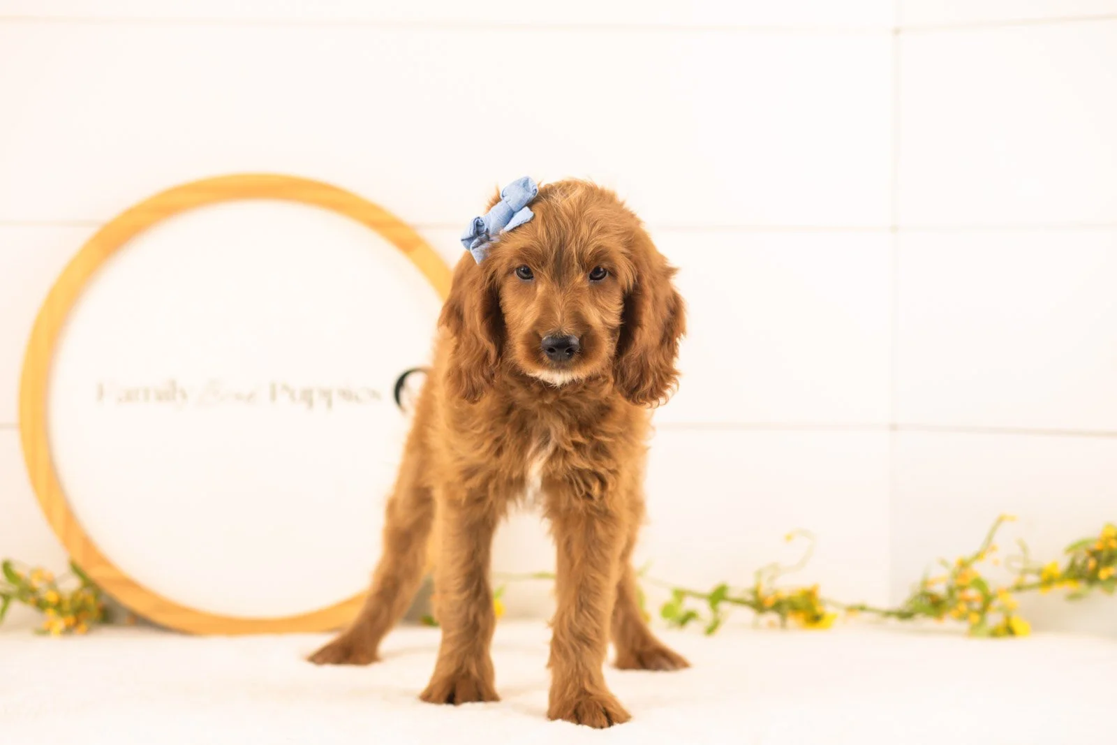 Eliza goldendoodle for sale.jpg