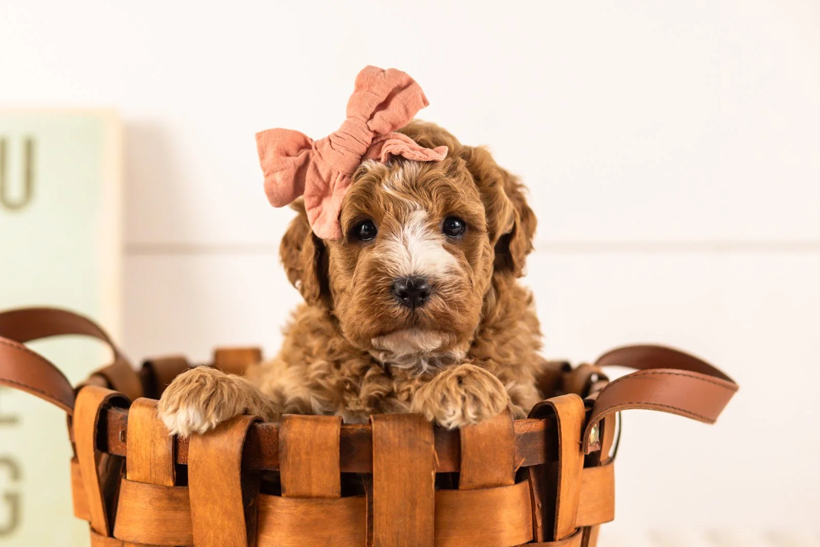 Ivory goldendoodle for sale(4).jpg