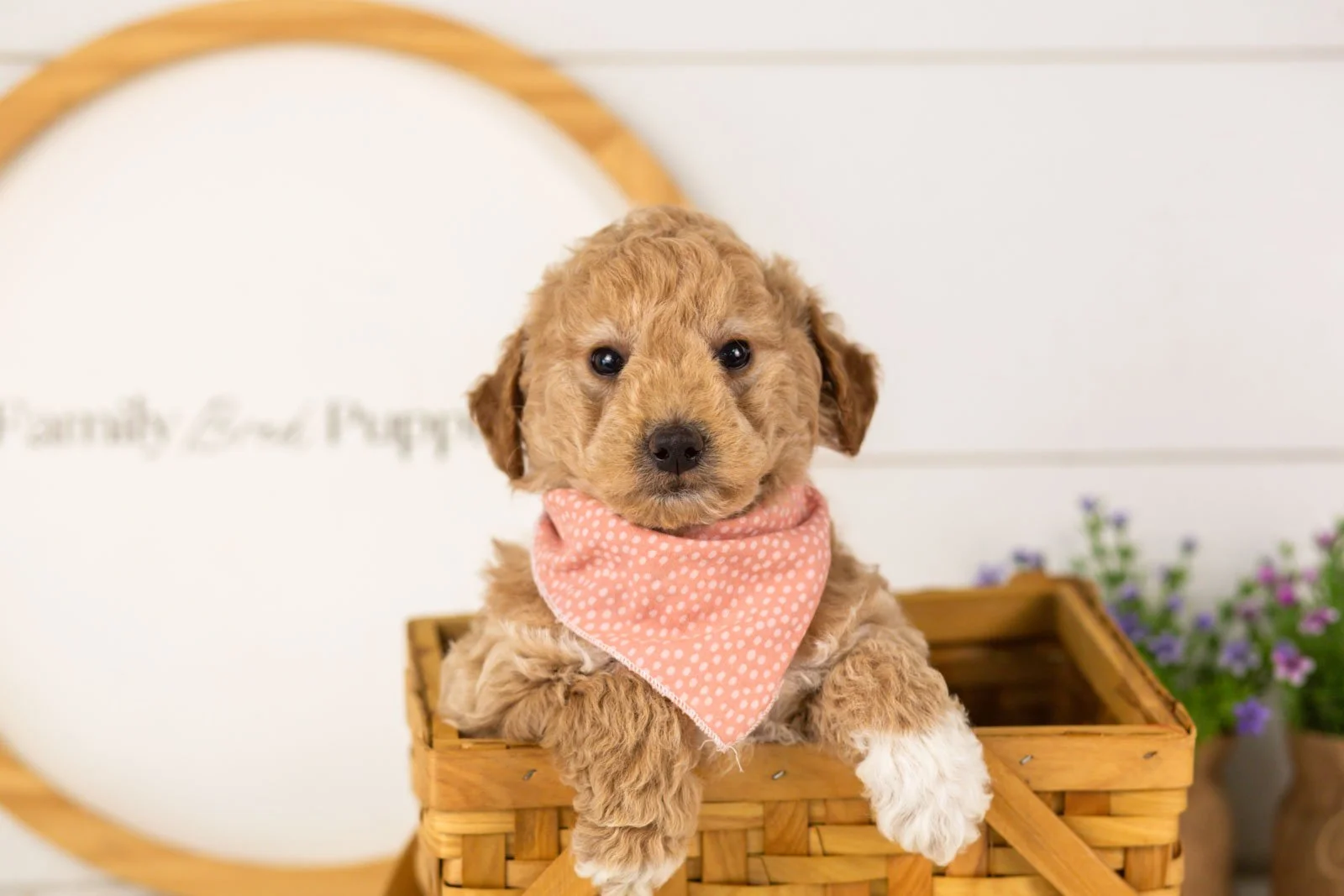 Caleb goldendoodle for sale(3).jpg