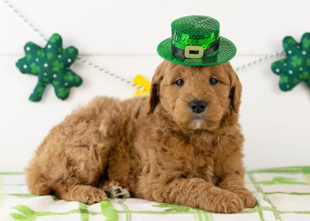 Brew goldendoodle for sale(1).jpg