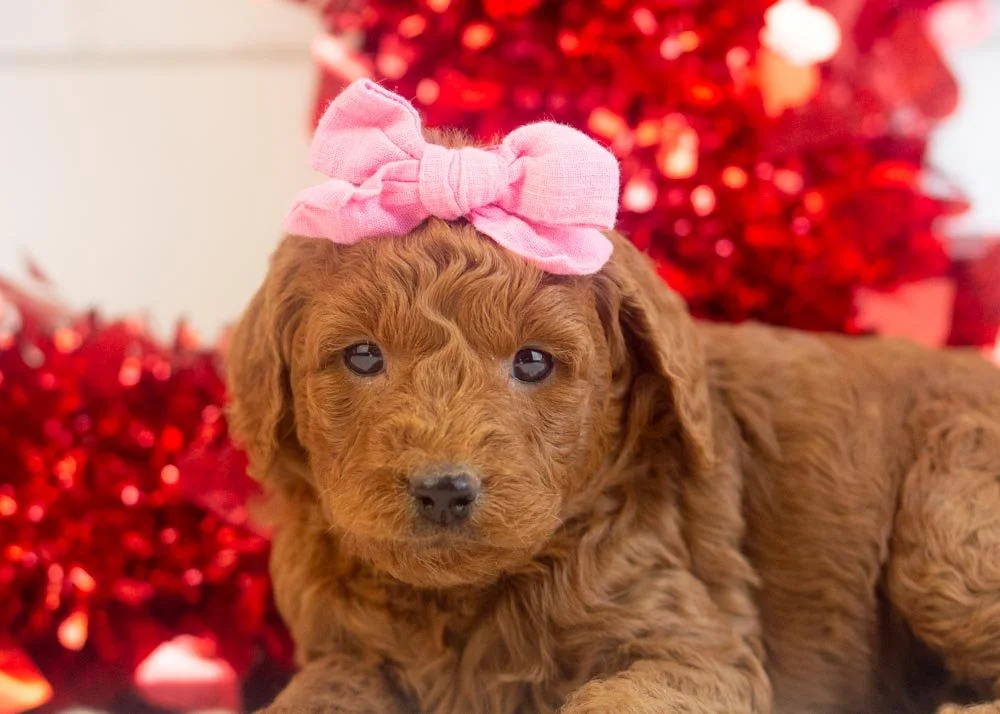 Leah goldendoodle for sale(2).jpg
