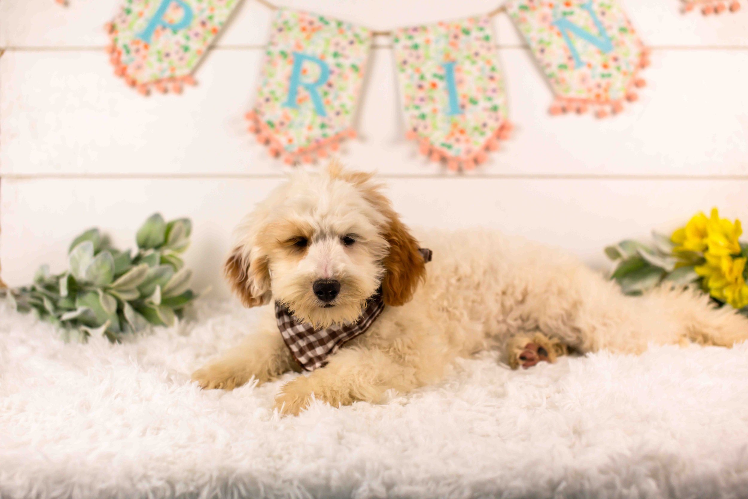 Buddy goldendoodle for sale(1).jpg