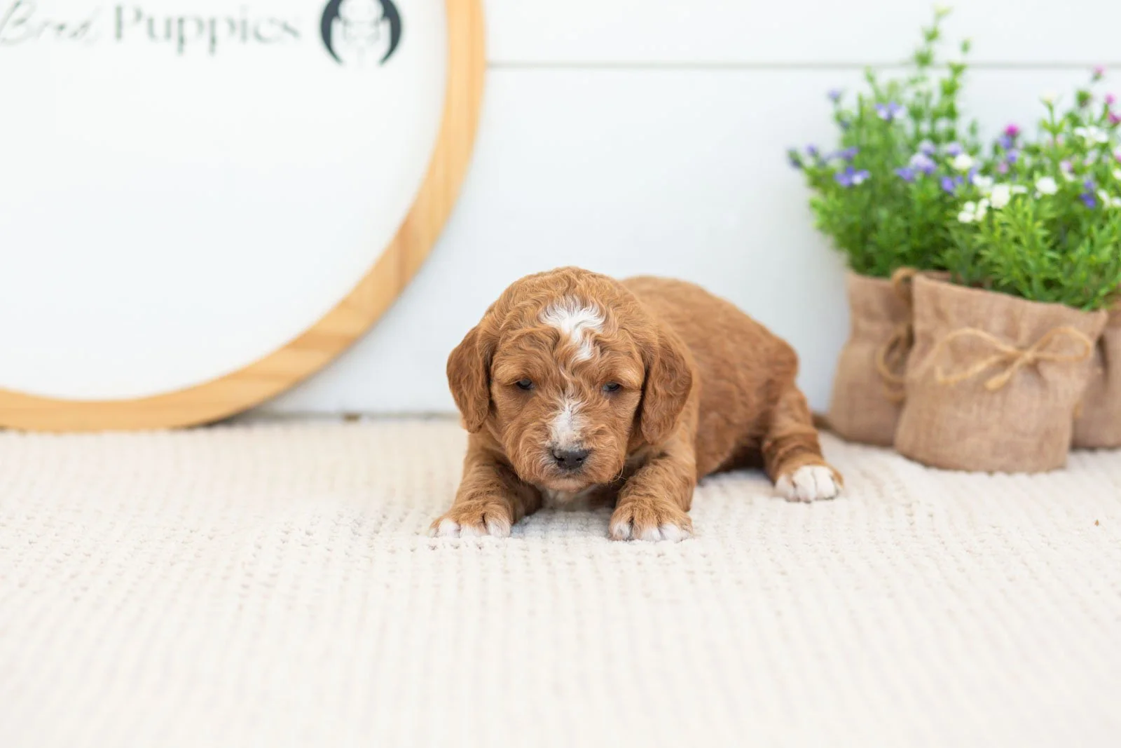 Sunny golendoodle for sale(1).jpg