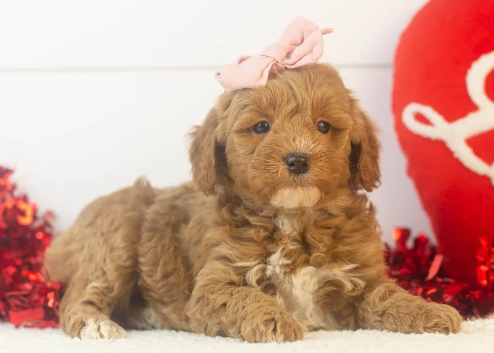 robin goldendoodle for sale(2).jpg