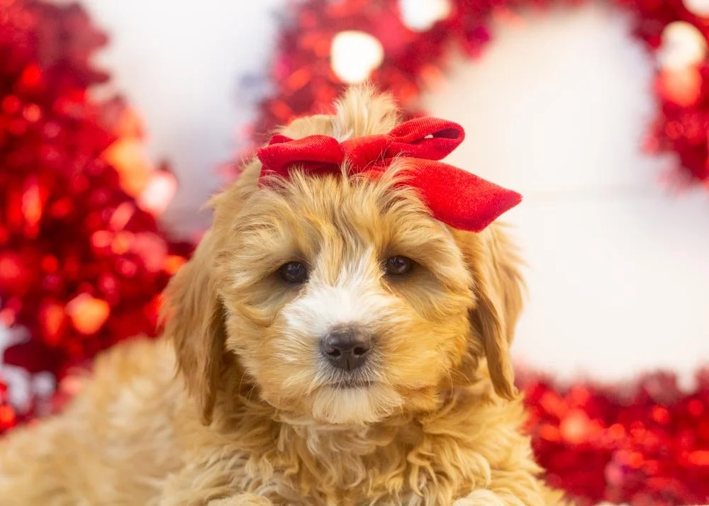 Jingle goldendoodle for sale(1).jpg