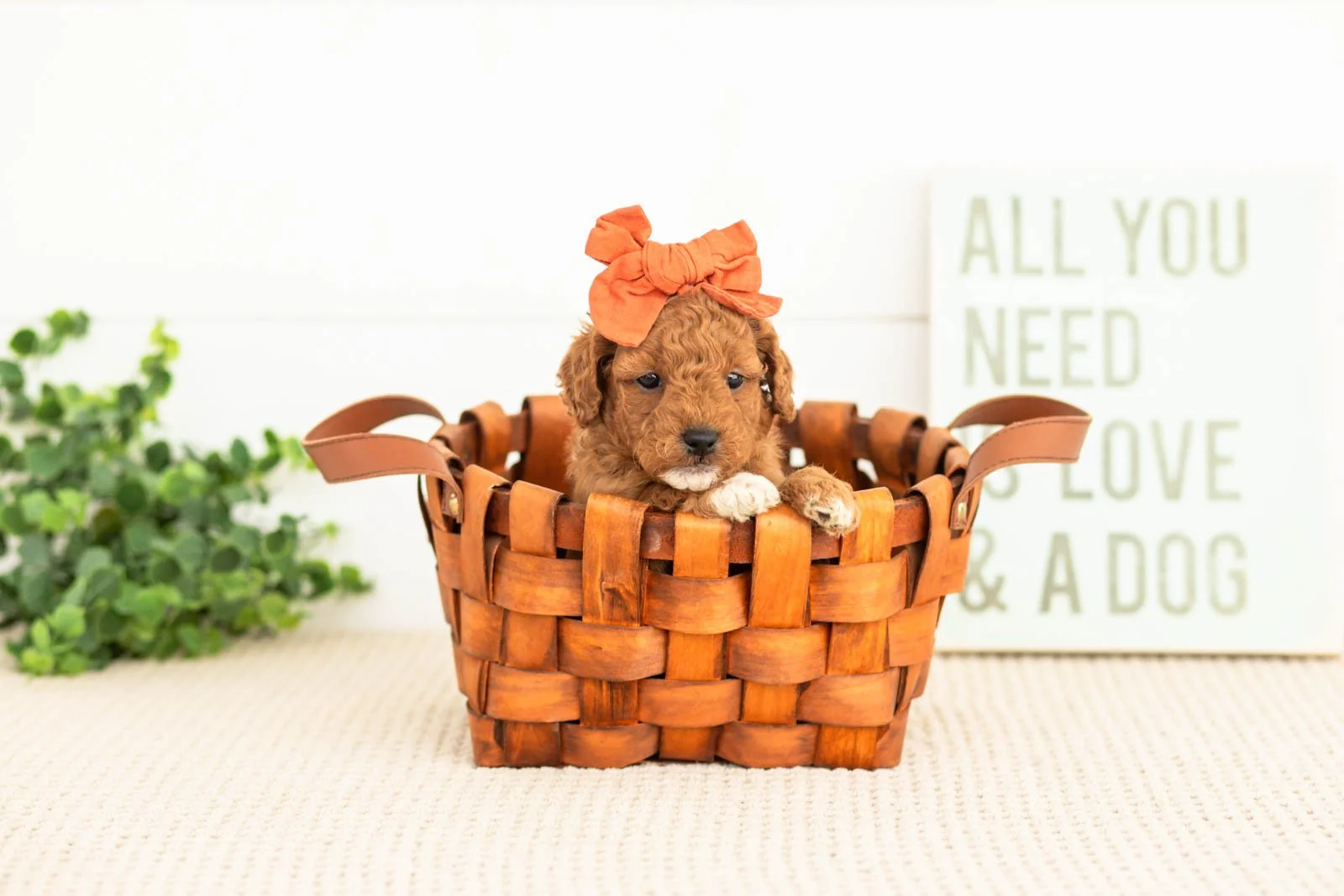 Chiffon goldendoodle for sale(2).jpg