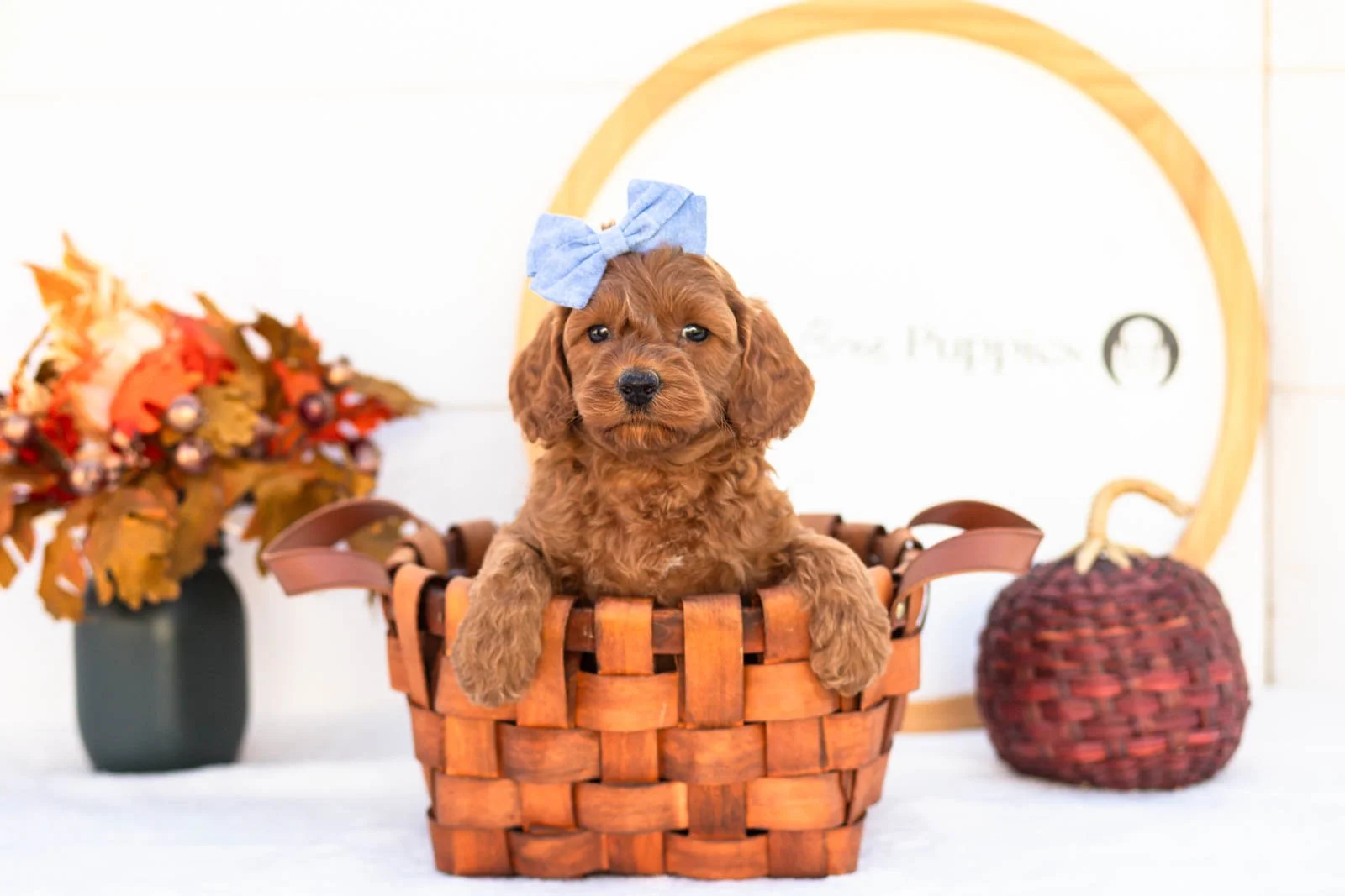 Emma goldendoodle for sale 1.jpg