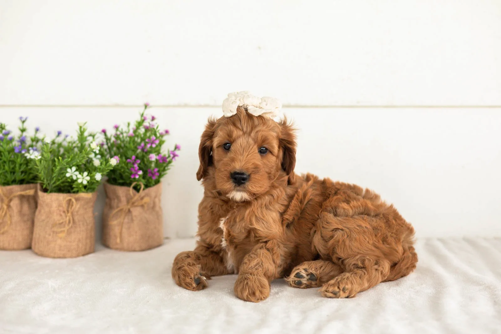 Angel goldendoodle for sale.jpg