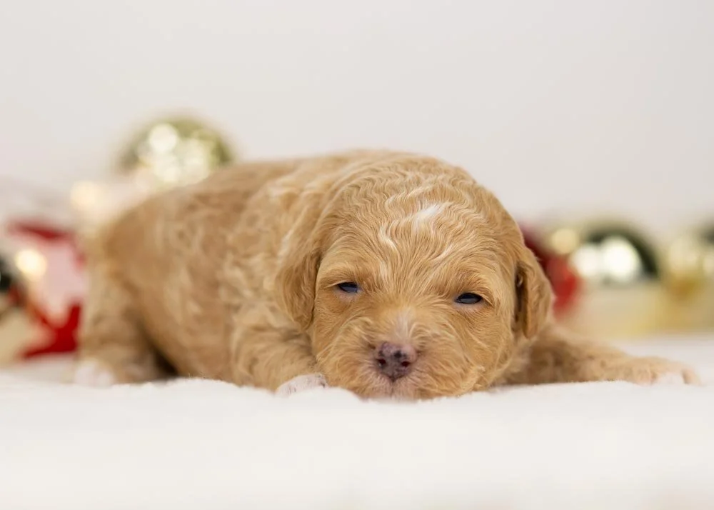 Everest goldendoodle for sale(1).jpg