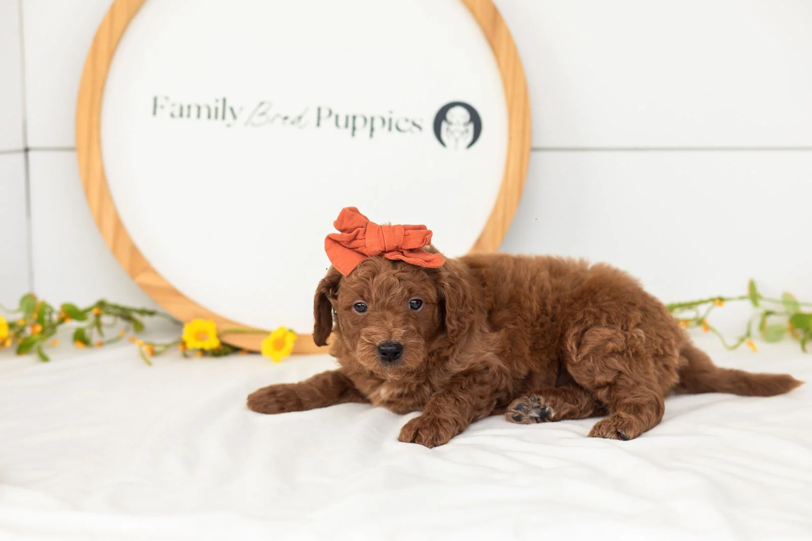 Lux goldendoodle for sale.jpg