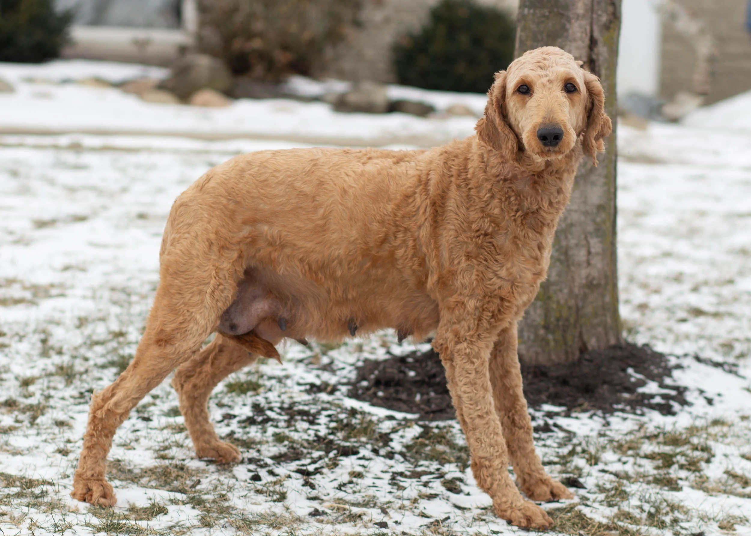mom goldendoodle