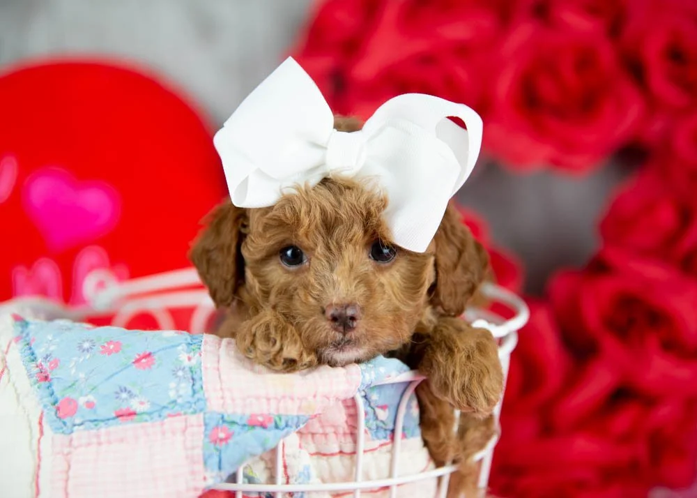 Peach goldendoodle for sale.jpg