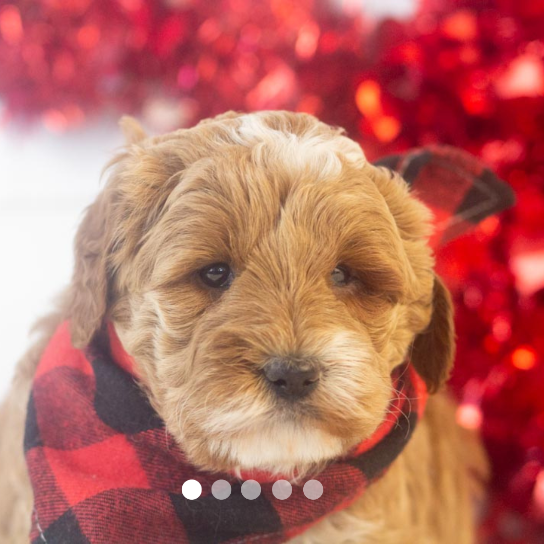 Copy of FBP Design.png