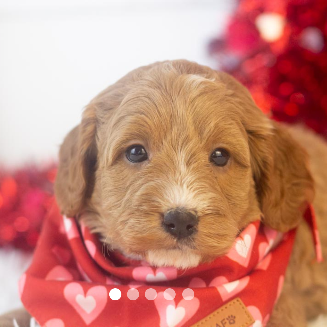 Copy of FBP Design.png