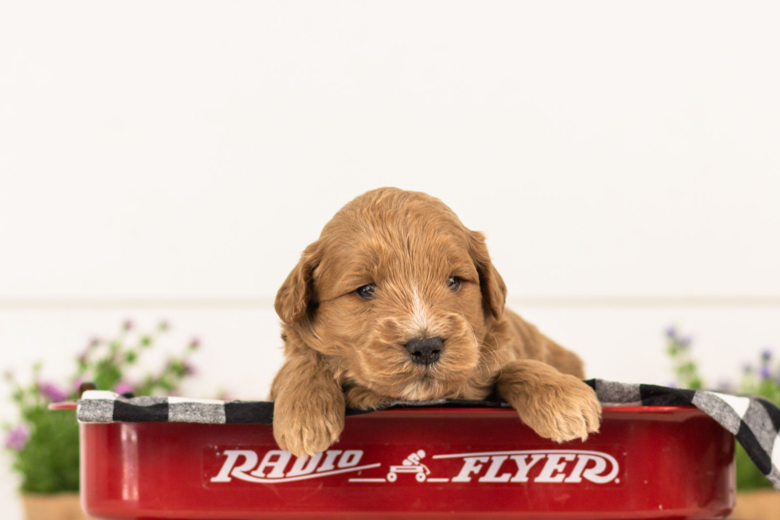 Dexter goldendoodle for sale..jpg