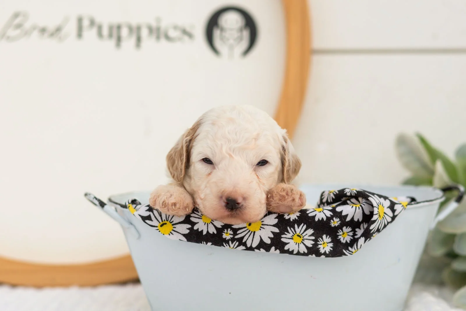 Marcia goldendoodle for sale(2).jpg