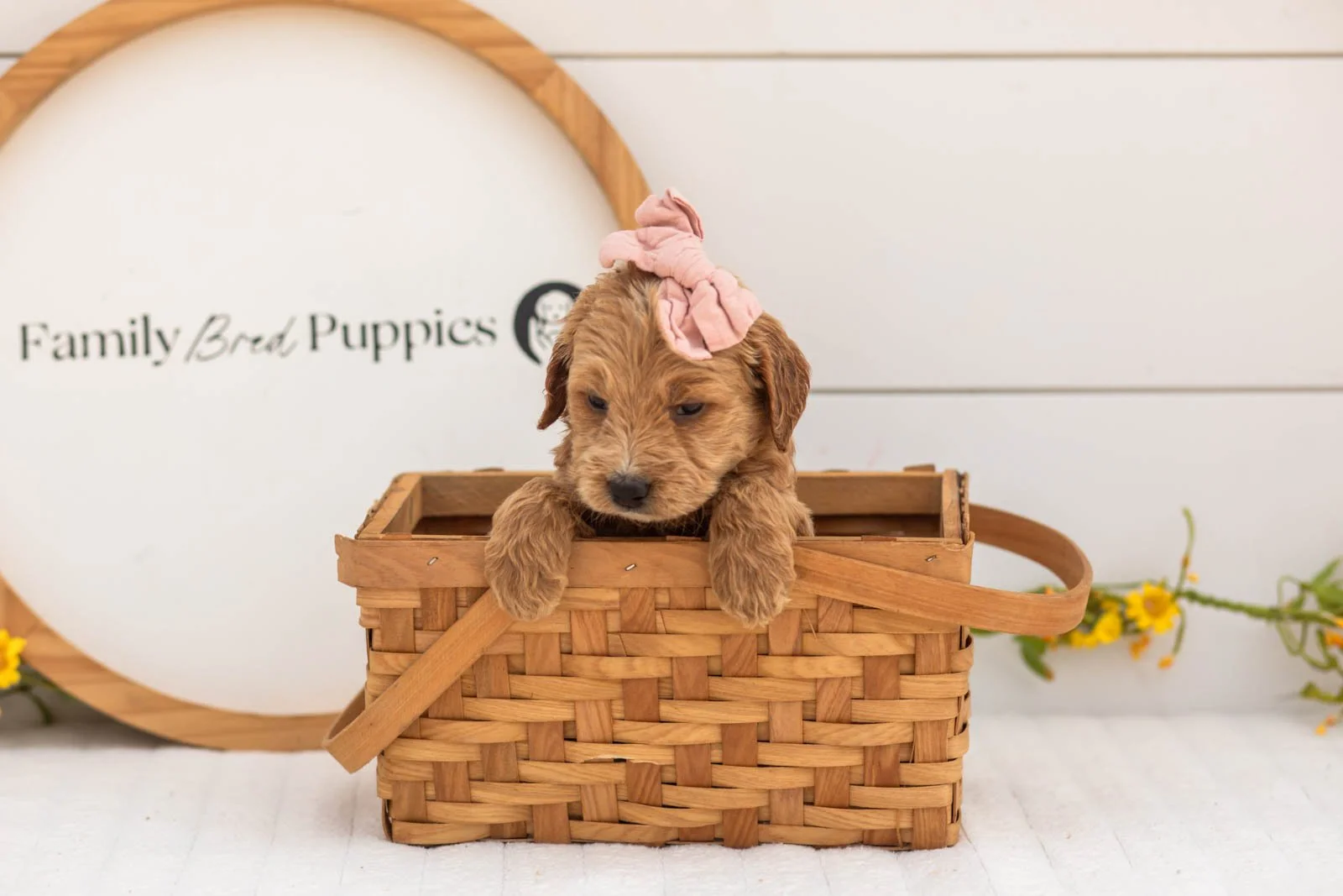 Hazel goldendoodle for sale(4).jpg