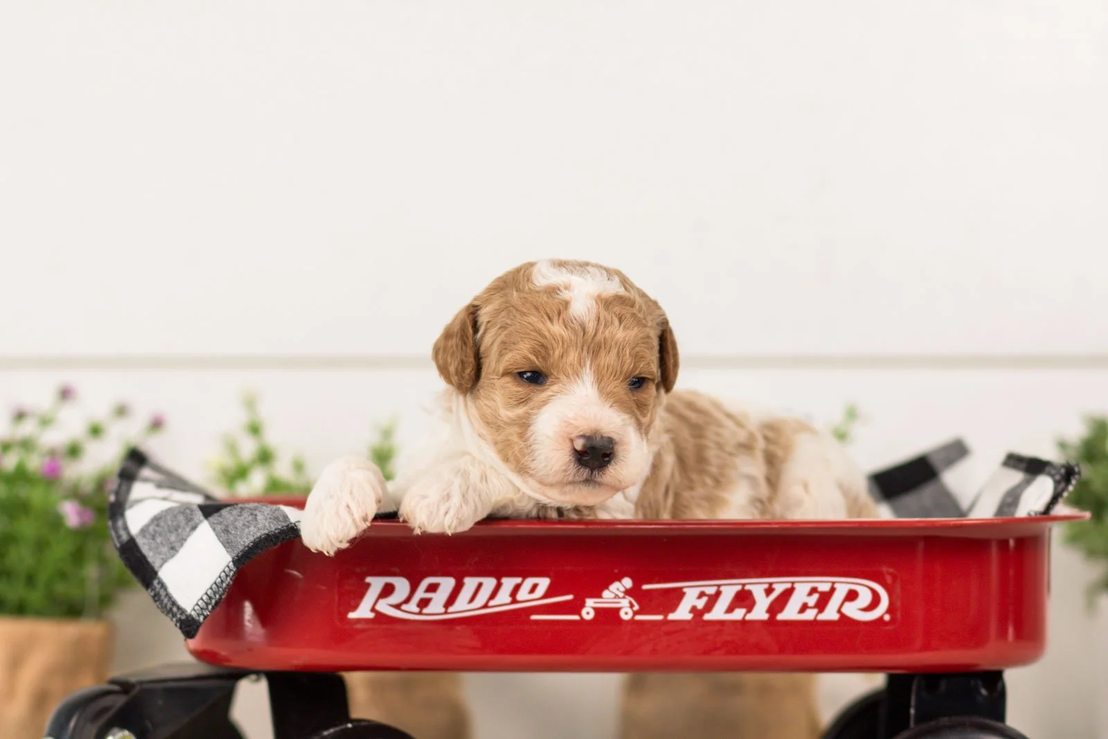 luca goldendoodle for sale(3).jpg