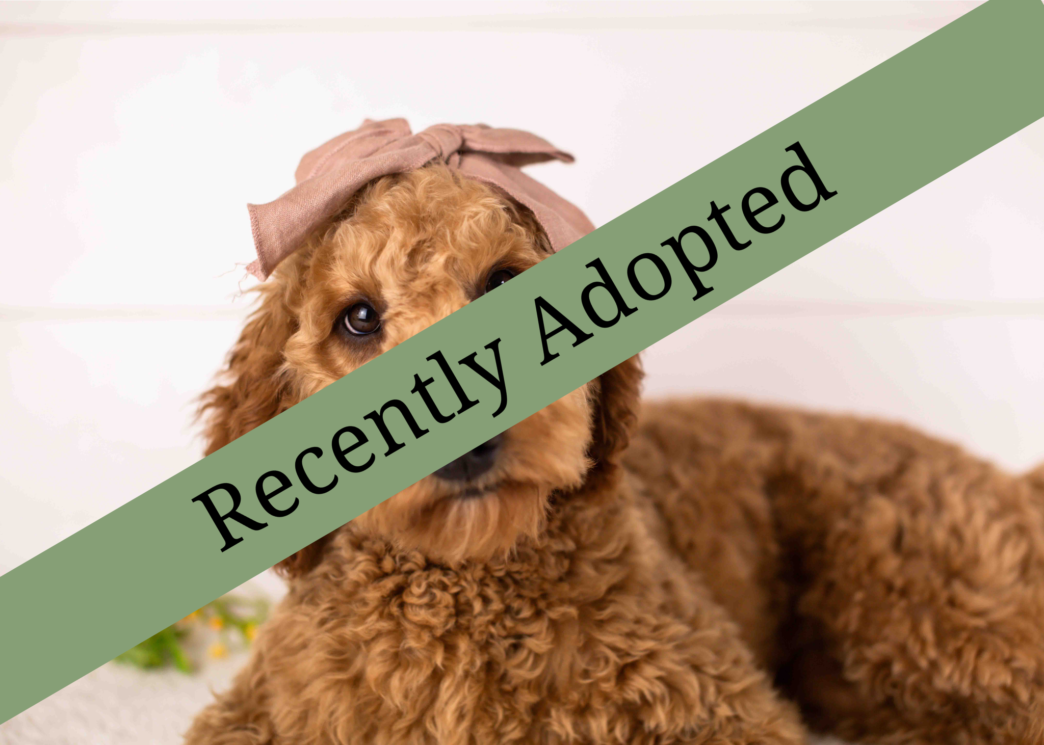 goldendoodle for sale