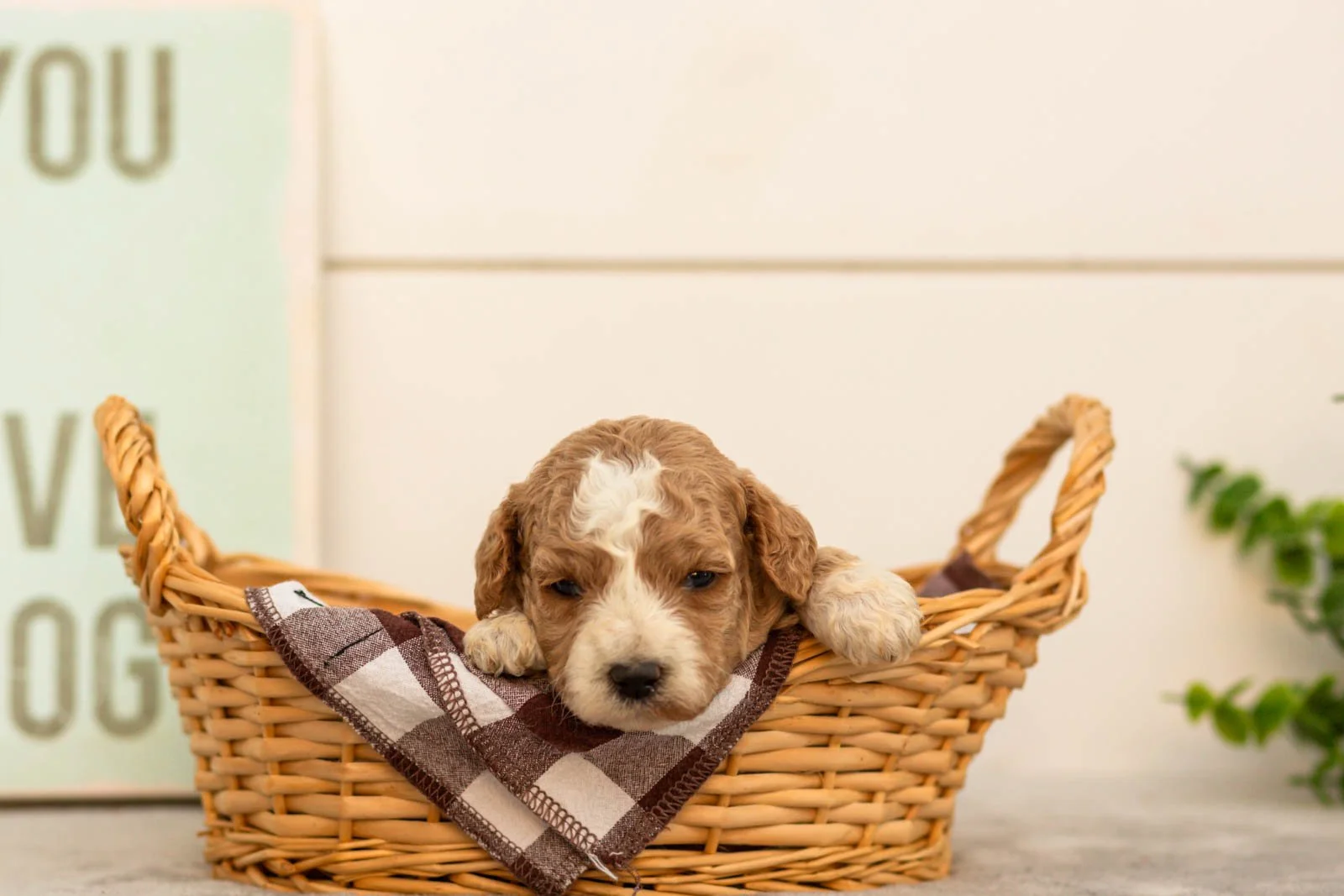 Ivy goldendoodle for sale(4).jpg