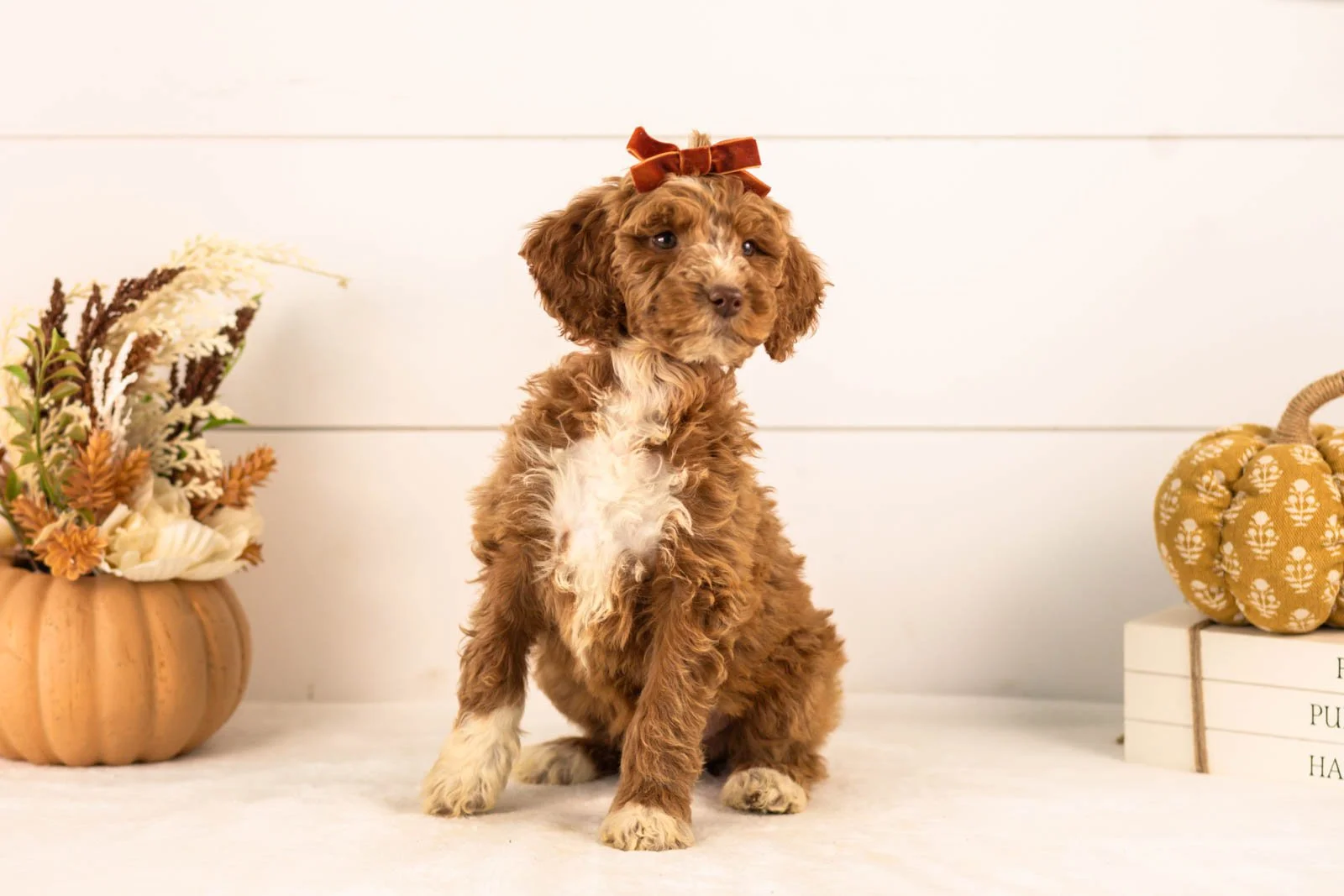 Tatra goldendoodle for sale 5.jpg