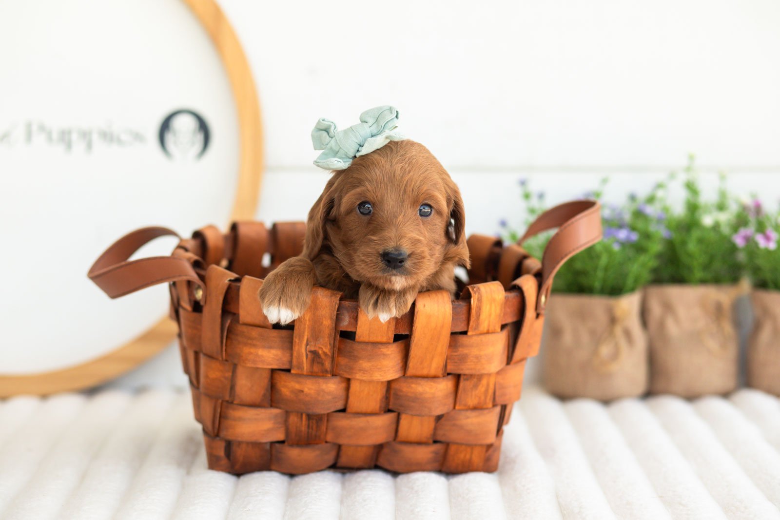 Summer goldendoodle for sale(4).jpg