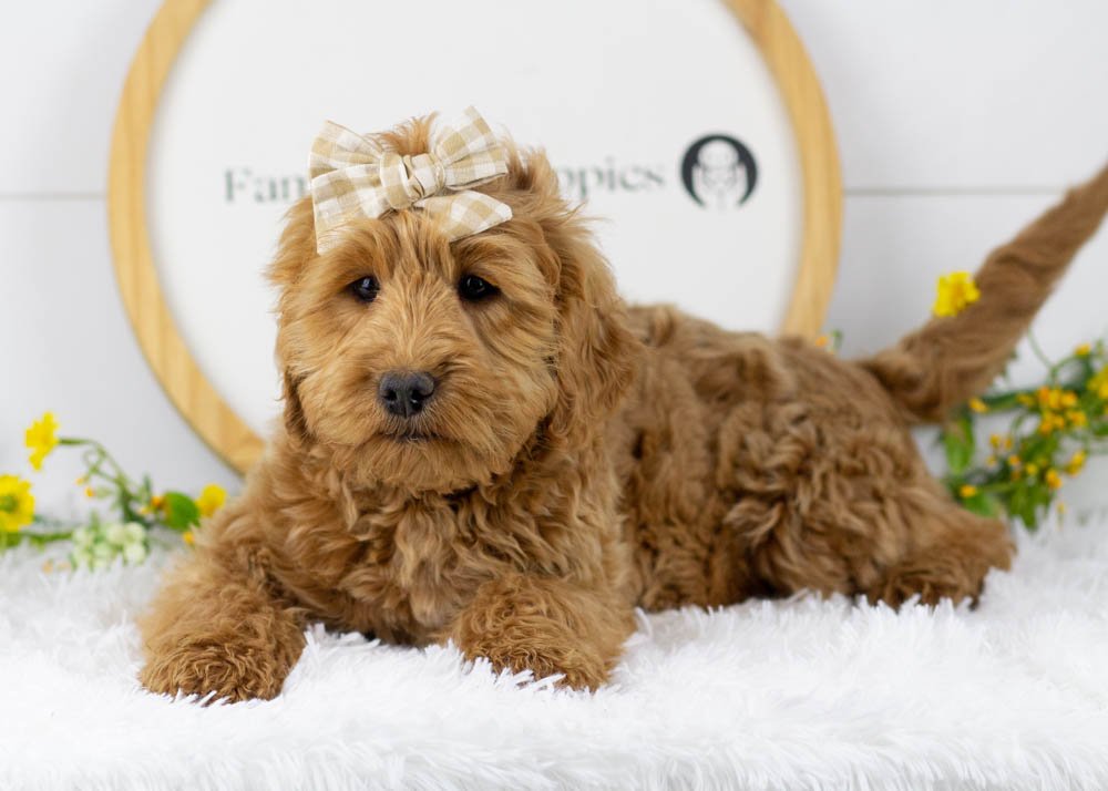 Lynx goldendoodle for sale.jpg