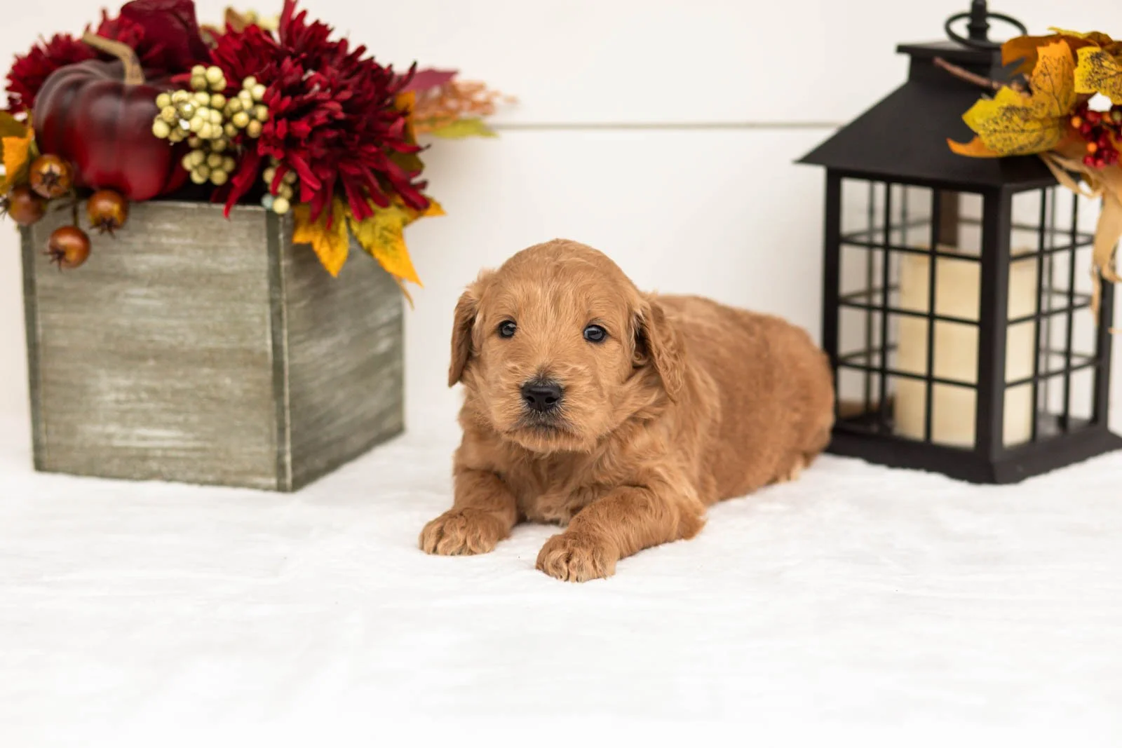 Cowardly Lion goldendoodle for sale 5.jpg