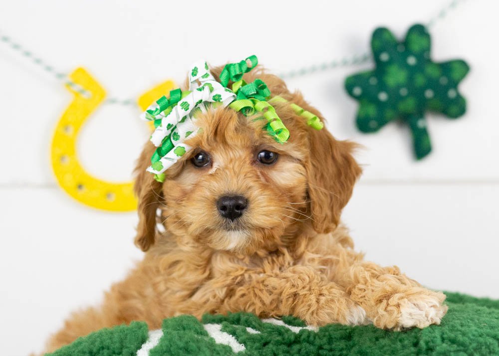 Bo Peep goldendoodle for sale.jpg