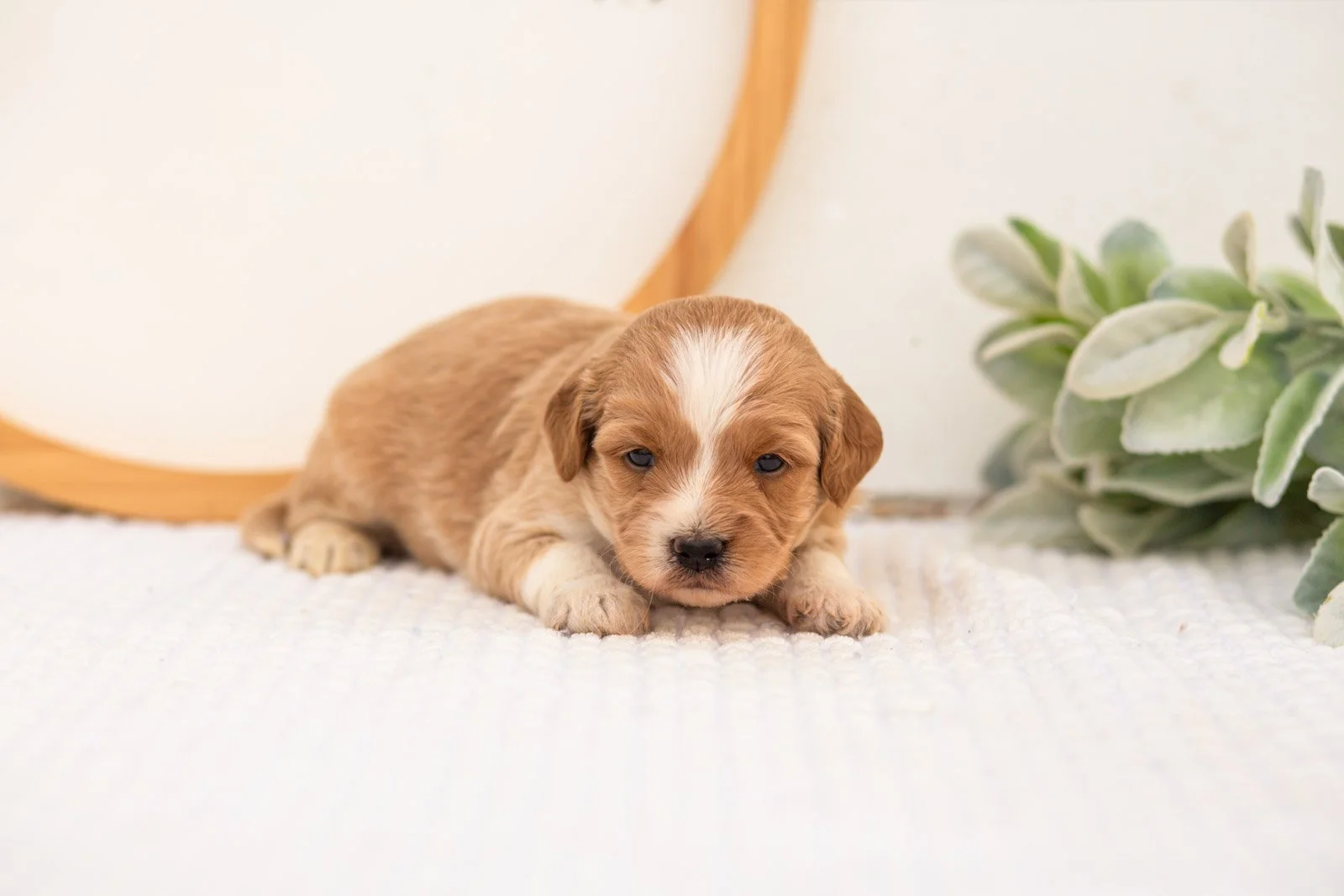 Bobby goldendoodle for sale(1).jpg
