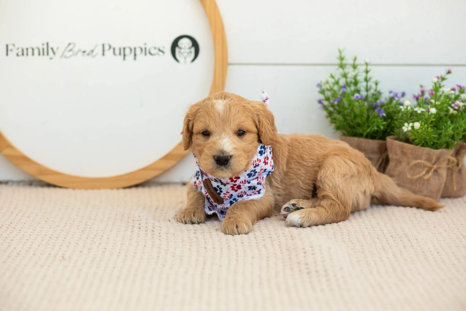 Sonny Goldendoodle for sale.jpg