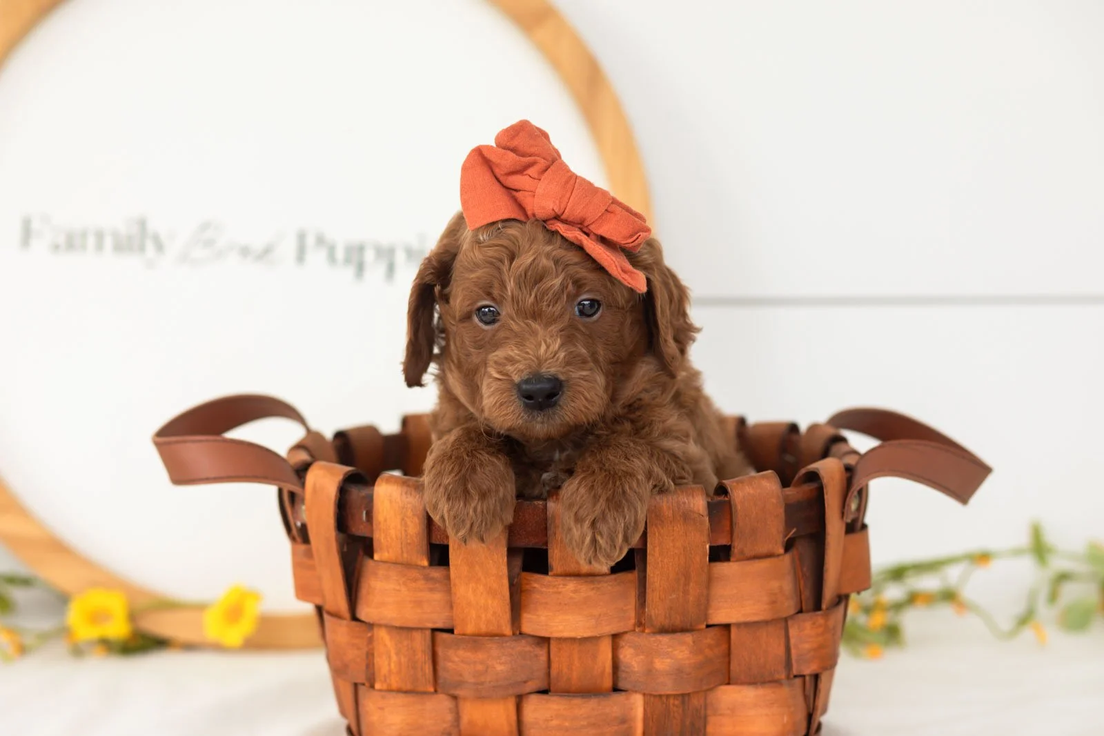 Lux goldendoodle for sale(3).jpg