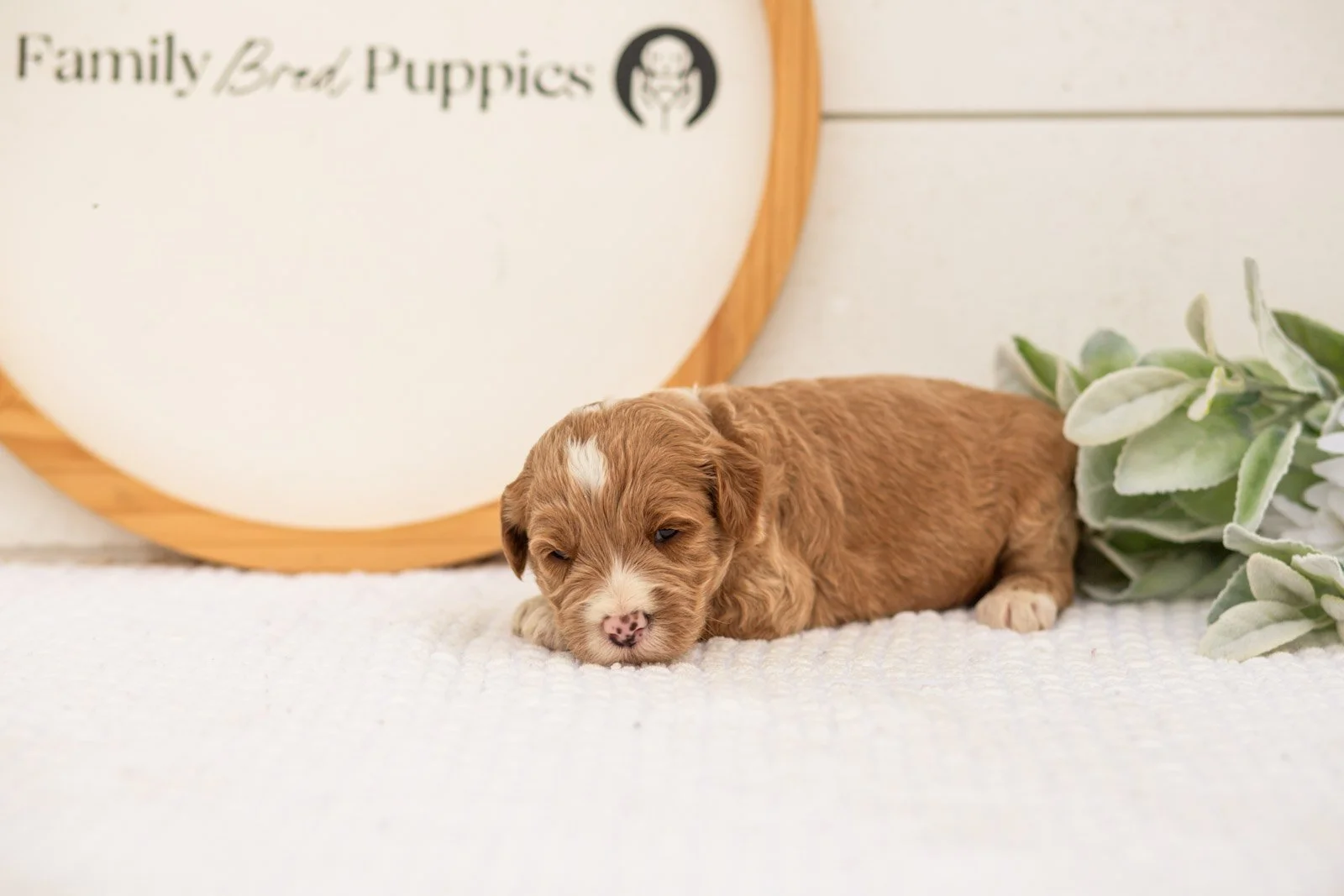 Amity goldendoodle for sale(1).jpg