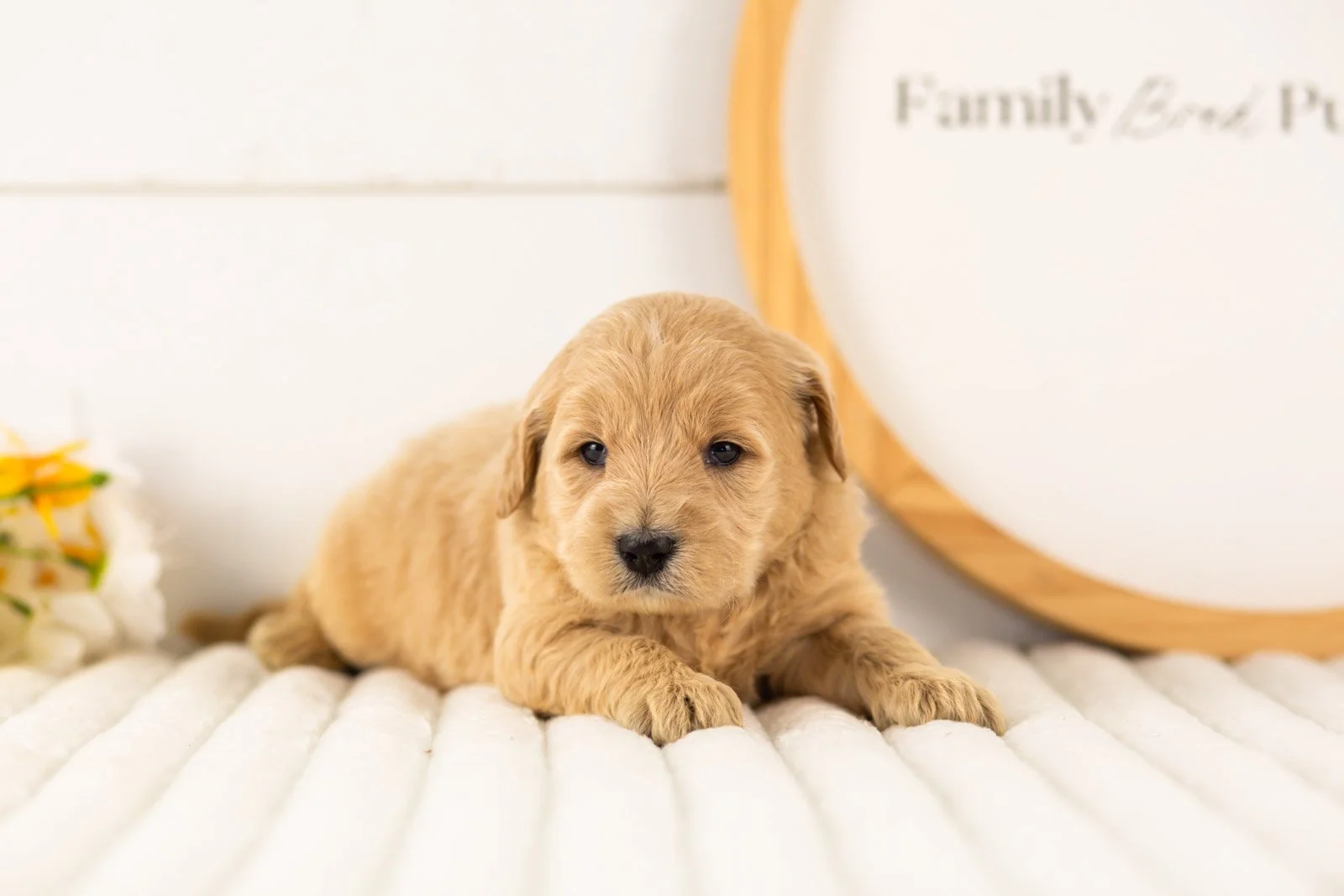 gandalf goldendoodle for sale(2).jpg