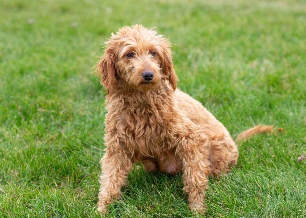 mom goldendoodle