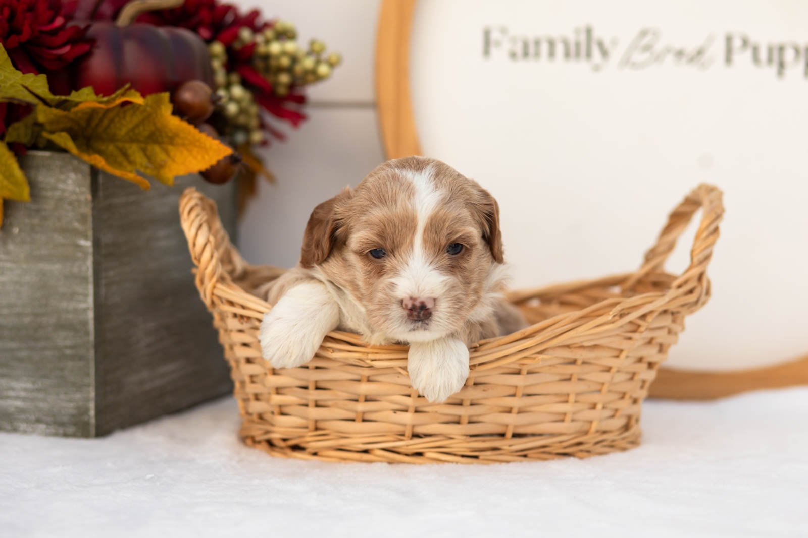 Granny Smith goldendoodle for sale(2).jpg