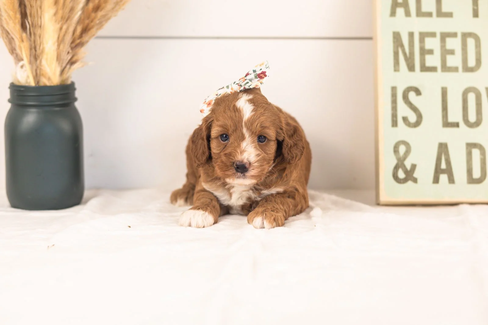 Amor goldendoodle for sale.jpg